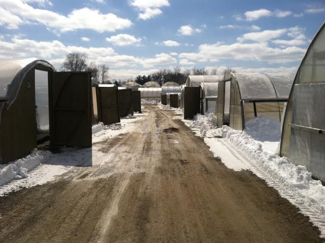 Snow cleared lane between greenhouses.
